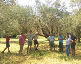 Réunion du groupe Un DEPHY en Oléiculture (juin 2017)