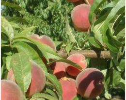 Alternatives au glyphosate en arboriculture : évaluation économique des pratiques de désherbage