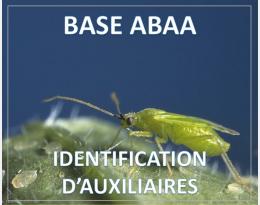 Macrolophus pygmaeus