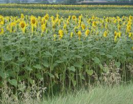 Tournesol