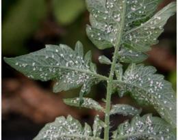 aleurode tomate