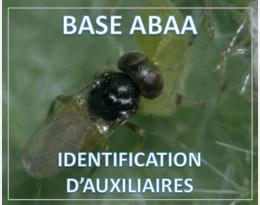 Aphelinus abdominalis