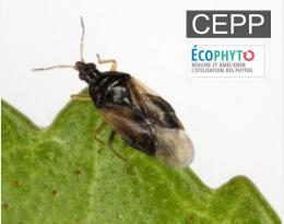 fiches cepp auxiliaires