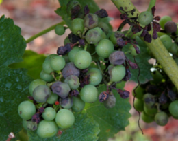 mildiou vigne
