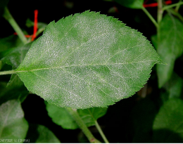 oïdium pommier