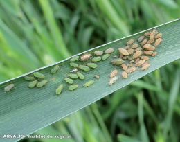 puceron des épis