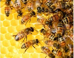 Abeilles dans une ruche