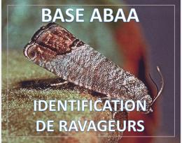 Carpocapse des pommes et des poires