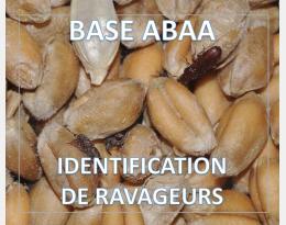 Charançons des grains (blé, riz, maïs)