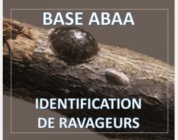 Cochenilles sur la vigne