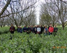 Groupe dephy Noix Dordogne dans une parcelle de noyers avec couvert de fèveroles   