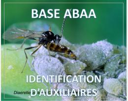 Diaeretiella rapae [Parasitoïde du puceron cendré du chou]