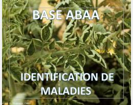 Feuilles jaunes en cuillère de la tomate