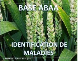 Fusarioses de l'épi