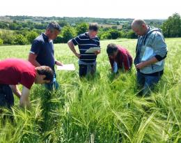 Observations au cours d'un rallye désherbage céréales (17 mai 2018)