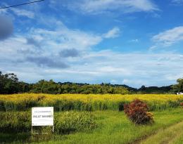 Photo de la parcelle expérimentale en jachère de crotalaire fleurie