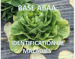 Jaunisse de la betterave