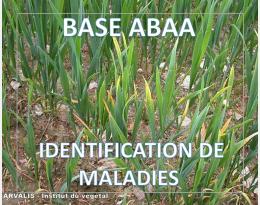 Jaunisse nanisante de l'orge