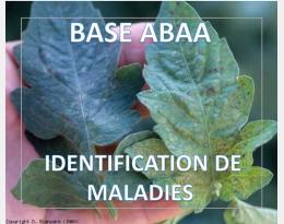 Maladie bronzée de la tomate