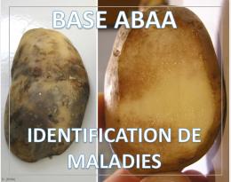 Mildiou des Solanacées