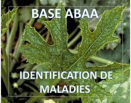 Mosaïque du concombre