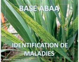 Mosaïques des céréales