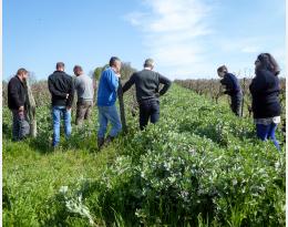Visite de parcelles d'engrai vert