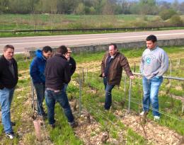 Un groupe de viticulteurs sont réunis autours d'un essai de couverts végétaux dans une parcelle de vigne.