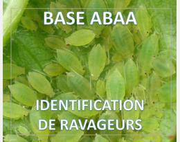 Puceron vert du pêcher