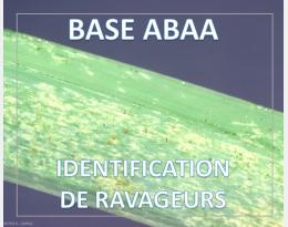 Thrips du tabac et de l'oignon