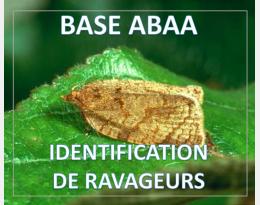 Tordeuse Capua de la pelure