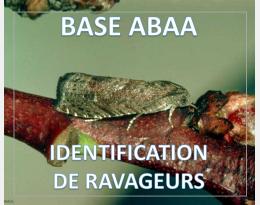 Tordeuse orientale du pêcher