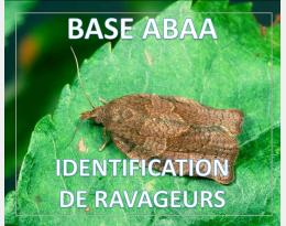 Tordeuse Pandemis de la pelure