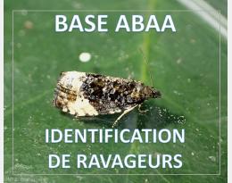 Tordeuse verte des bourgeons