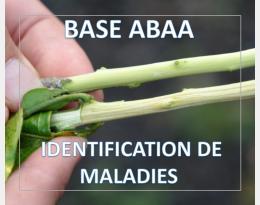 Virus de la tristeza des agrumes