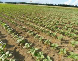 levée tournesol glyphosate