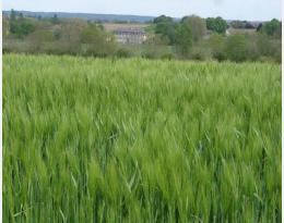 Résistance aux fongicides sur céréales à paille - note commune 2020