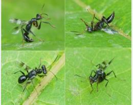 réglementation macroorganismes