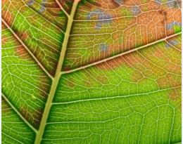 Bactérie Xylella fastidiosa