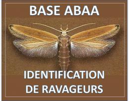 Alucite des céréales