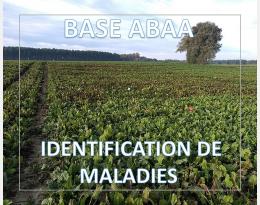 Cercosporiose de la betterave