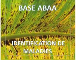 Cercosporioses du bananier