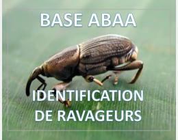 Charançon noir du bananier