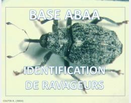 Charançon de la tige du chou