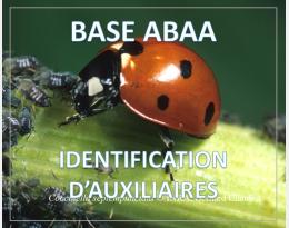 Coccinelle à 7 points