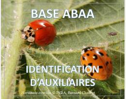 Coccinelle asiatique