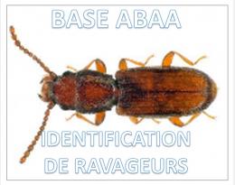 Cryptoleste ou petit silvain