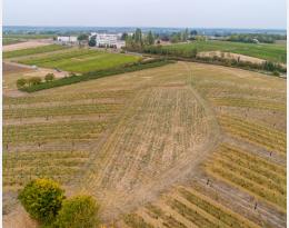 Parcelle DiverViti du domaine expérimental IFV de Montreuil-Bellay