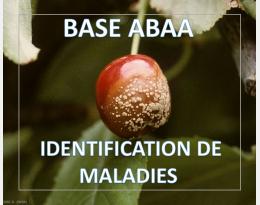 Moniliose des arbres fruitiers
