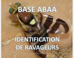 Mouche du brou de la noix